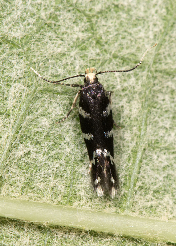 Gelechiidae 1. Eulamprotes wilkella